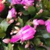 Cactus De Navidad Color Rosa