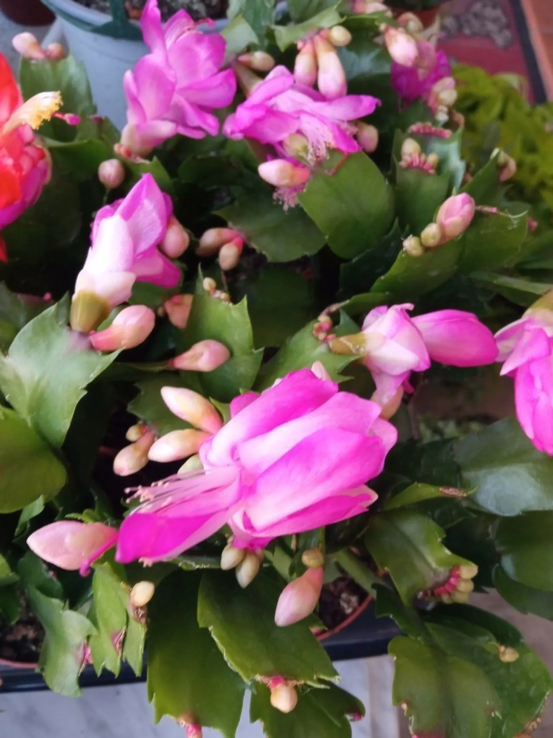 Cactus De Navidad Color Rosa