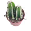 Cactus De Ordenador Ø5 Planta Antiradiaciones