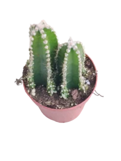 Cactus De Ordenador Ø5 Planta Antiradiaciones