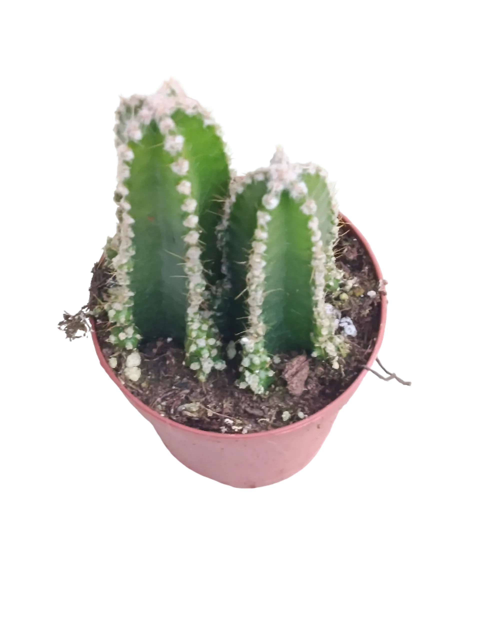 Cactus De Ordenador Ø5 Planta Antiradiaciones