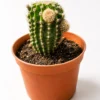 Cactus Echinopsis Oxygona (cactus Erizo Americano). Maceta Pequeña (7cm).