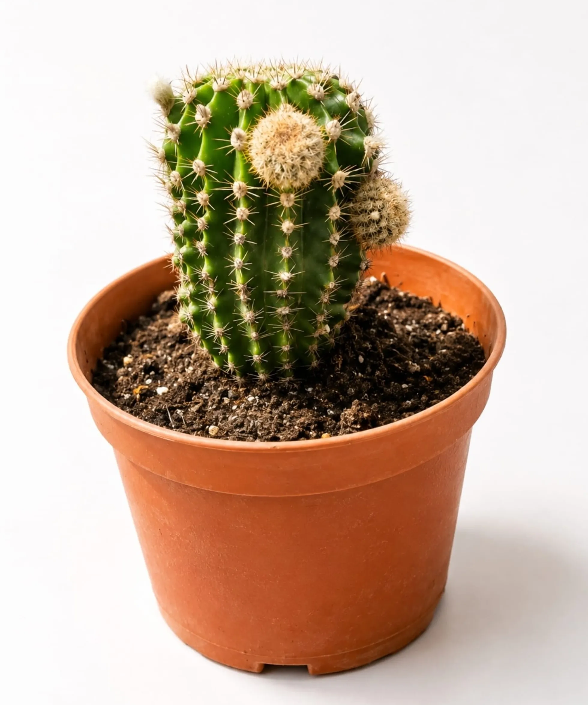 Cactus Echinopsis Oxygona (cactus Erizo Americano). Maceta Pequeña (7cm).