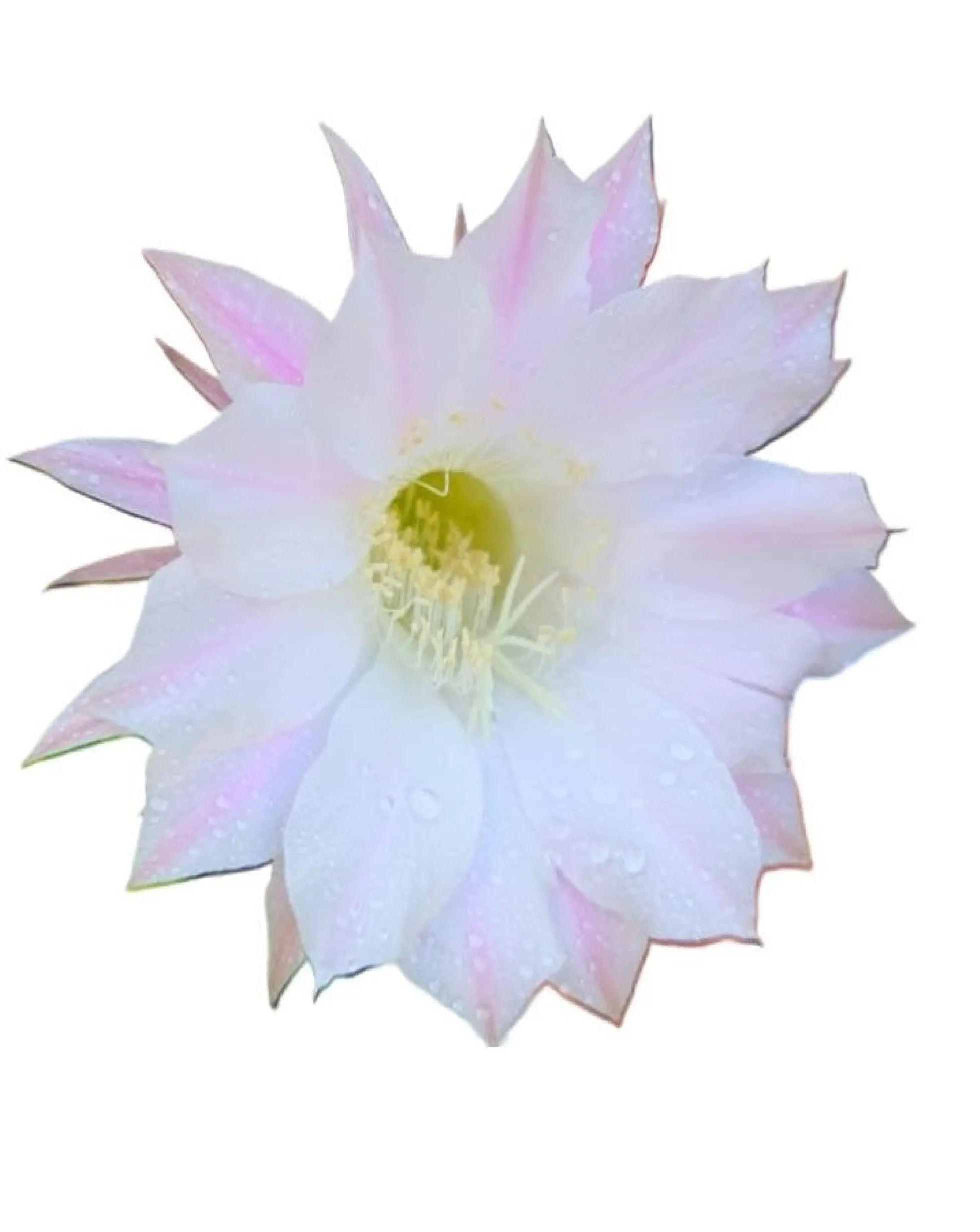 Cactus Echinopsis Oxygona (cactus Erizo Americano). Maceta Pequeña (7cm).