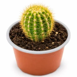 Cactus Echinopsis Oxygona (cactus Erizo Americano). Maceta Pequeña (7cm).