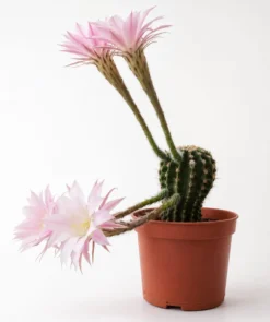 Cactus Echinopsis Oxygona (cactus Erizo Americano). Maceta Pequeña (7cm).