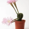 Cactus Echinopsis Oxygona (cactus Erizo Americano). Maceta Grande (17cm.).