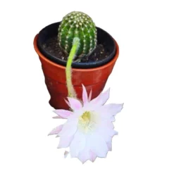 Cactus Echinopsis Oxygona (cactus Erizo Americano). Maceta Grande (17cm.).