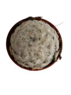 Cactus Mammillaria Plumosa Planta Ø5