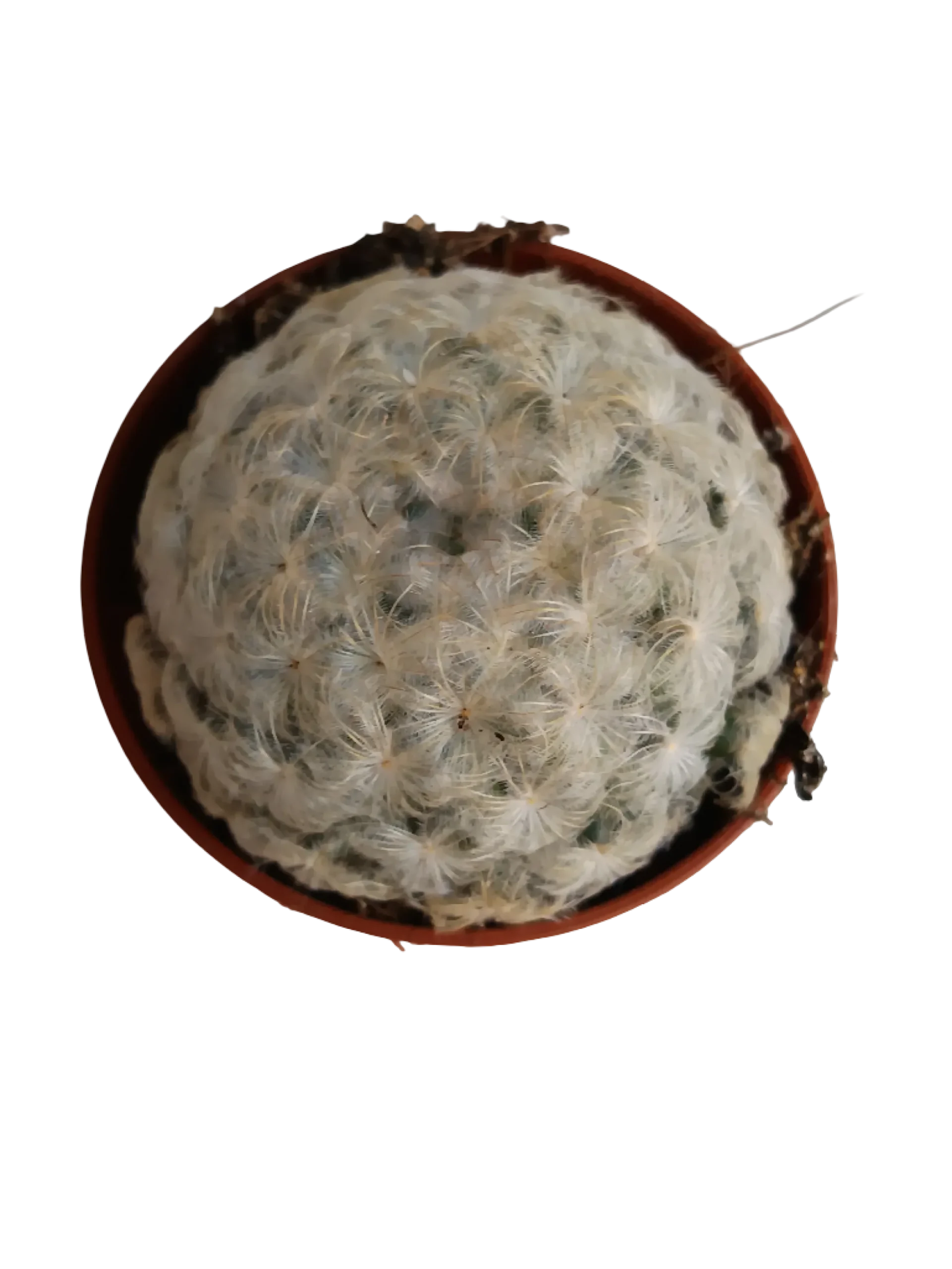 Cactus Mammillaria Plumosa Planta Ø5