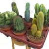 Cactus Mix M13 (unidad)
