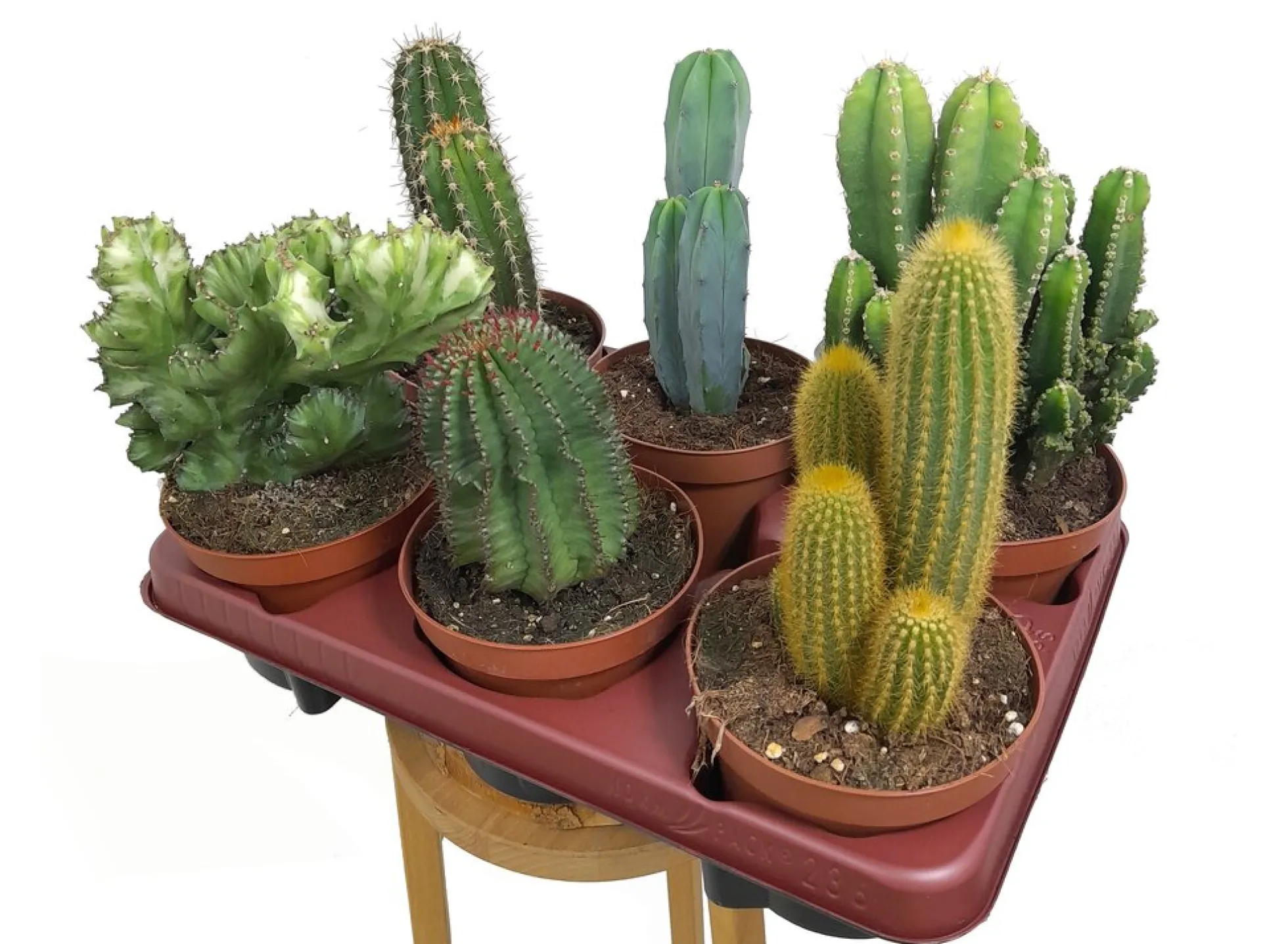 Cactus Mix M13 (unidad)