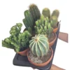 Cactus Mix M17 (unidad)