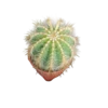 Cactus Parodia Magnifica Planta De Ø5 Cm