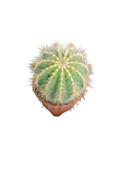 Cactus Parodia Magnifica Planta De Ø5 Cm
