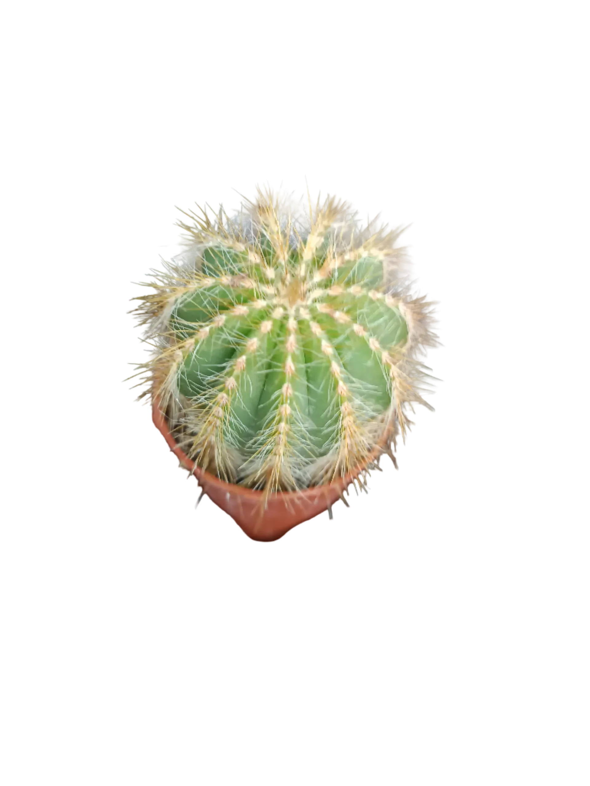 Cactus Parodia Magnifica Planta De Ø5 Cm