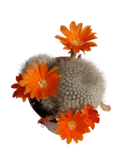 Cactus Rebutia Muscula Flor naranja Planta Suculenta 5 Cm