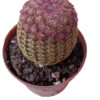Cactus Rojo Rigidispinnus Ø8 Plantas Jovenes