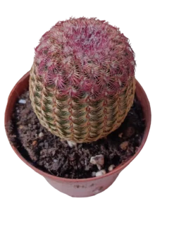Cactus Rojo Rigidispinnus Ø8 Plantas Jovenes