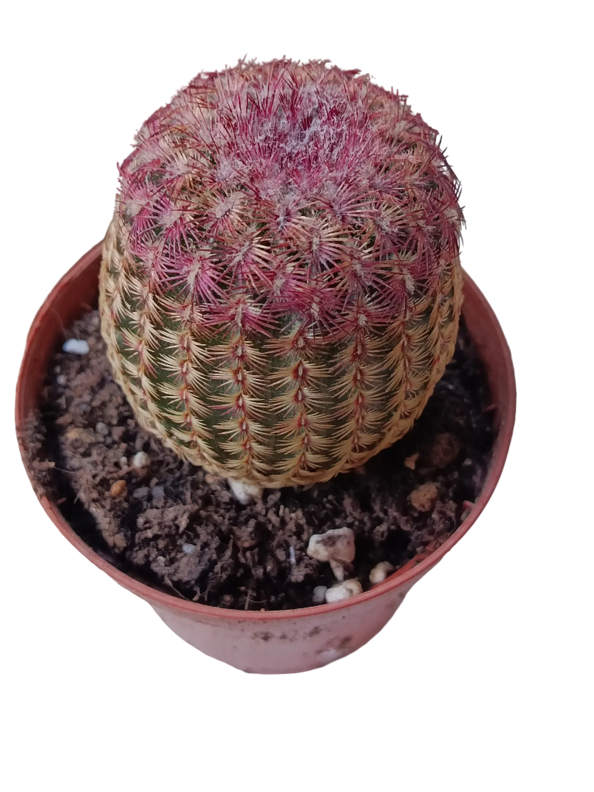 Cactus Rojo Rigidispinnus Ø8 Plantas Jovenes