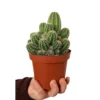 Cactus Trichocereus Huascha M13