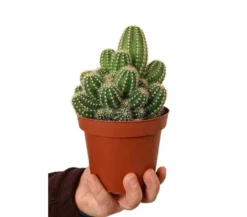 Cactus Trichocereus Huascha M13