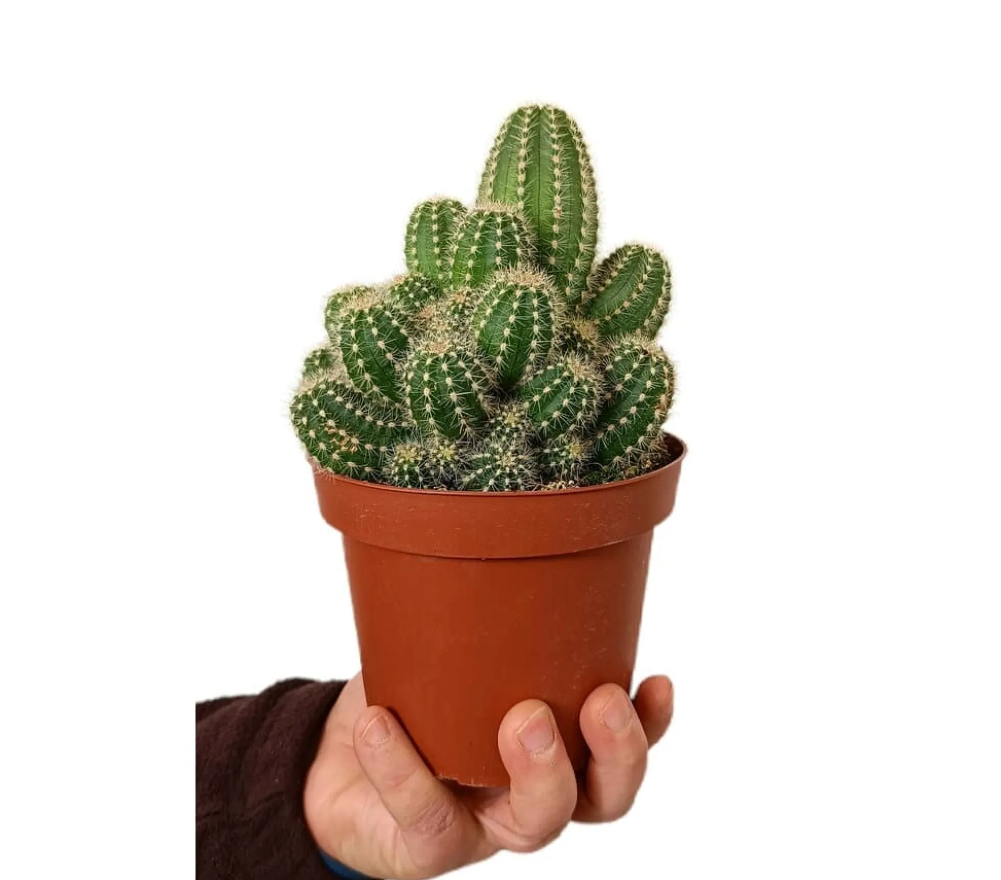 Cactus Trichocereus Huascha M13