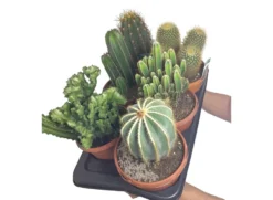 Cactus Variados M17 (unidad)