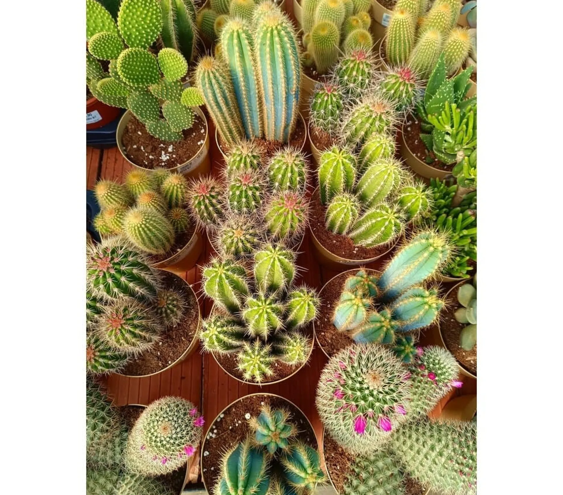 Cactus Variados M17 (unidad)