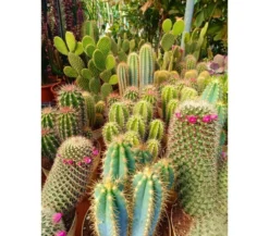 Cactus Variados M17 (unidad)