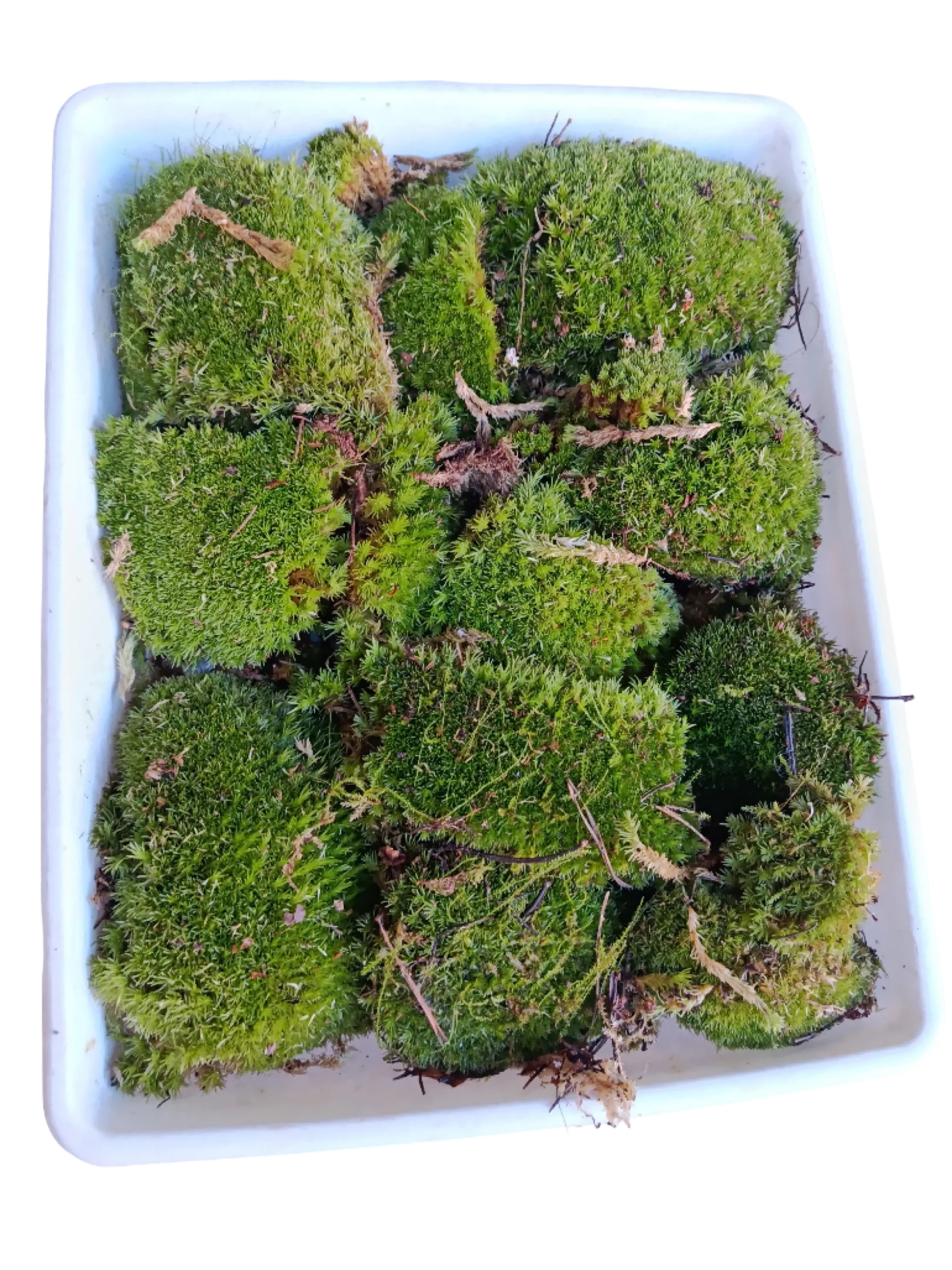 Caja Pequeña De Bolas De Musgo ( Bandeja No Incluida )