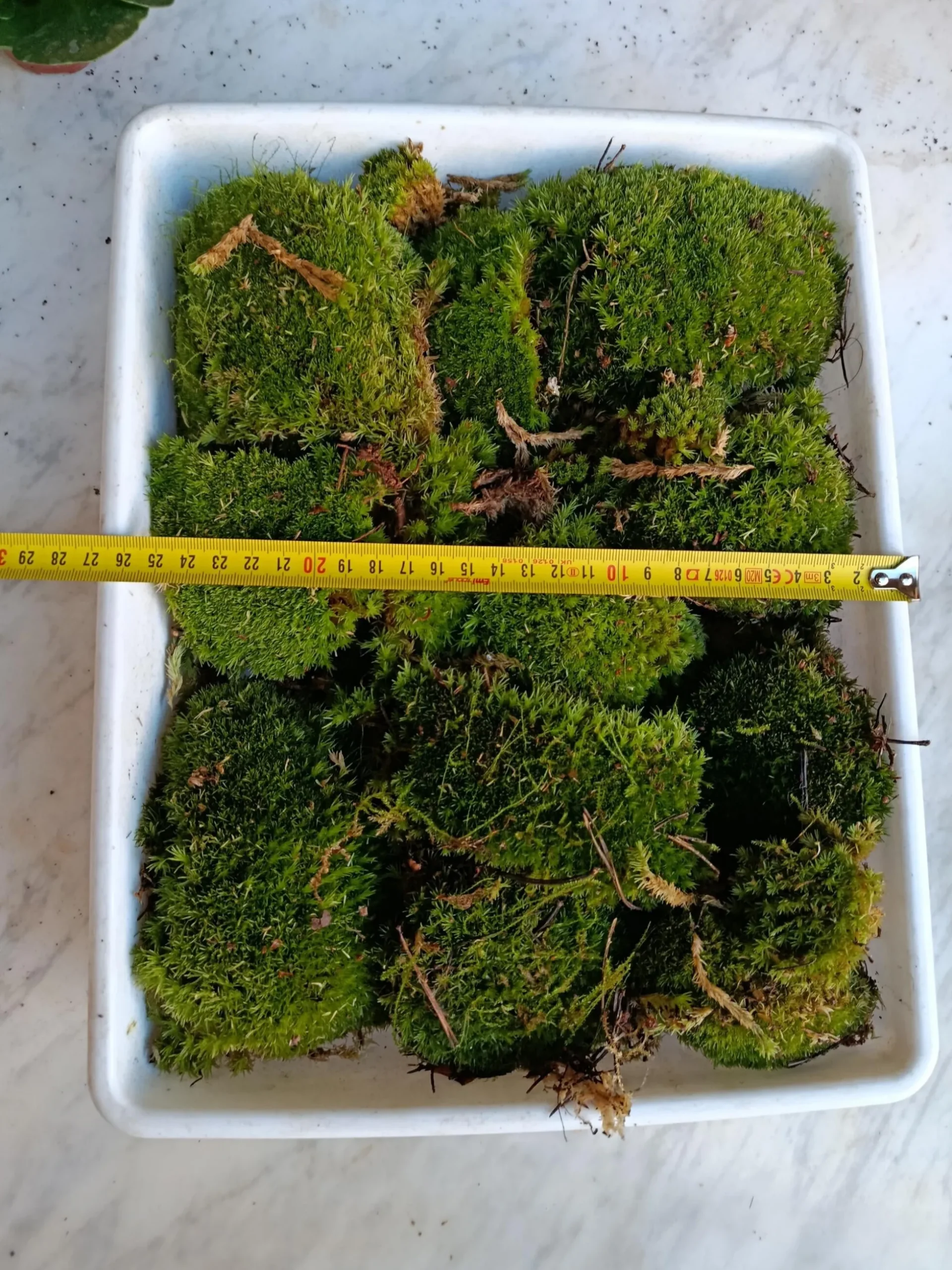 Caja Pequeña De Bolas De Musgo ( Bandeja No Incluida )