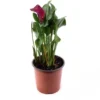 Cala De Colores Variados Elegante Planta De Interior Con Flor