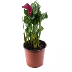 Cala De Colores Variados Elegante Planta De Interior Con Flor
