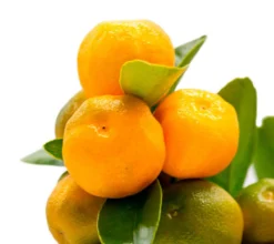 Calamondin - Naranjo Enano - Cítricos Comestibles - Maceta Cerámica - Planta Viva