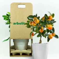 Calamondin - Naranjo Enano - Cítricos Comestibles - Maceta Cerámica - Planta Viva