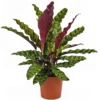 Calathea Lancifolia - Planta De Interior - Altura Total Aprox. 60cm.