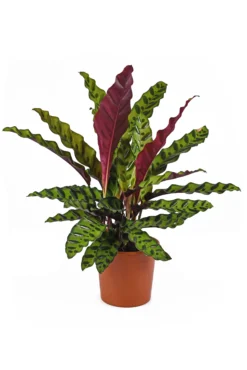 Calathea Lancifolia - Planta De Interior - Altura Total Aprox. 60cm.