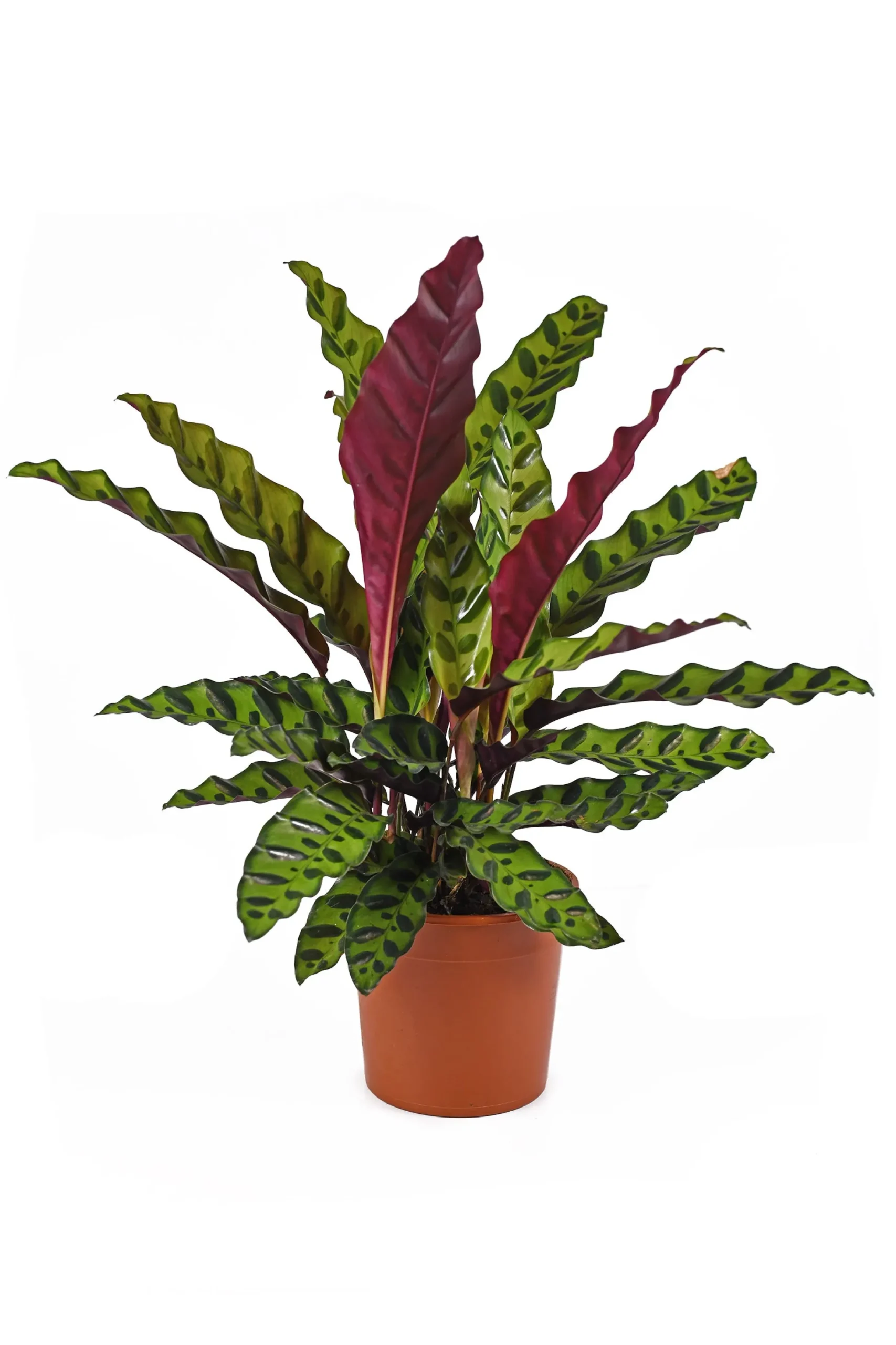 Calathea Lancifolia - Planta De Interior - Altura Total Aprox. 60cm.