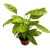 Calathea Leopardina Toque Exótico En Tu Hogar M12