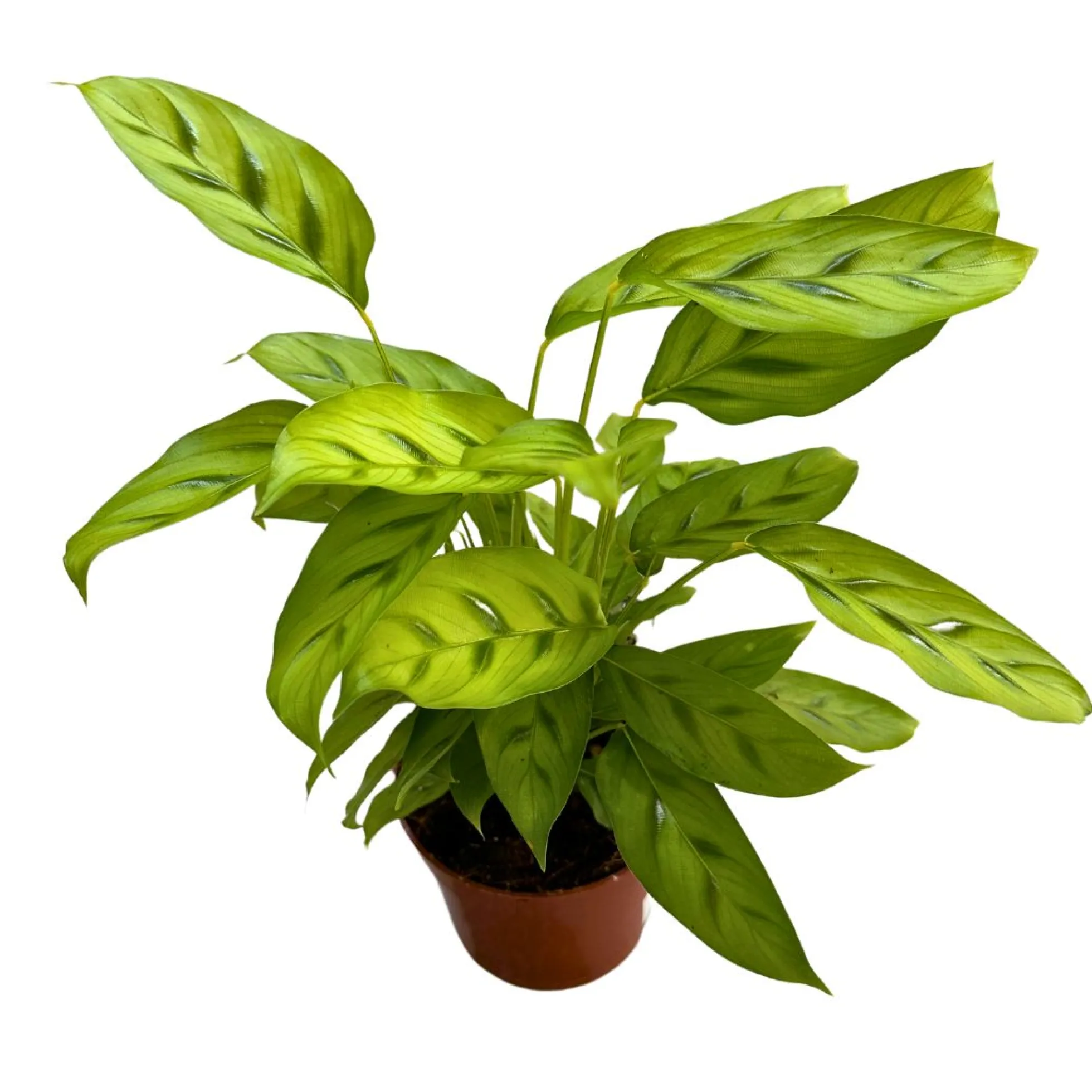 Calathea Leopardina Toque Exótico En Tu Hogar M12