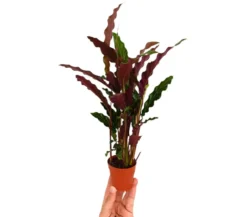 Calathea M7