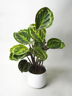 Calathea Medallion | Altura 45cm - Diámetro 14cm
