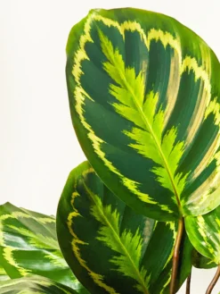 Calathea Medallion | Altura 45cm - Diámetro 14cm