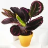 Calathea Roseopicta | Altura 45cm - Diámetro 14cm