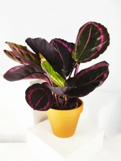 Calathea Roseopicta | Altura 45cm - Diámetro 14cm
