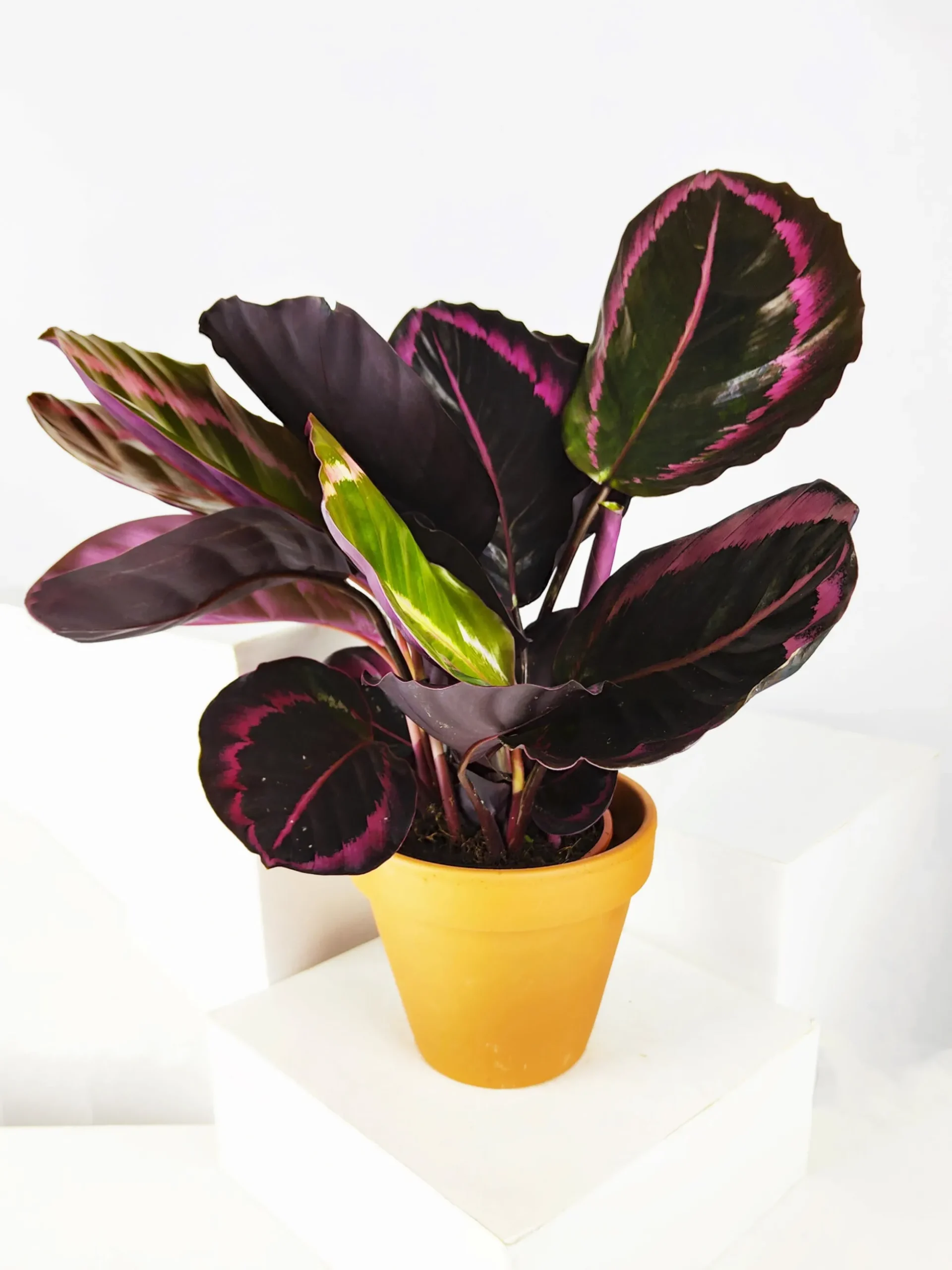 Calathea Roseopicta | Altura 45cm - Diámetro 14cm
