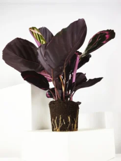 Calathea Roseopicta | Altura 45cm - Diámetro 14cm