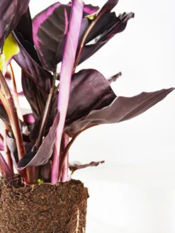 Calathea Roseopicta | Altura 45cm - Diámetro 14cm