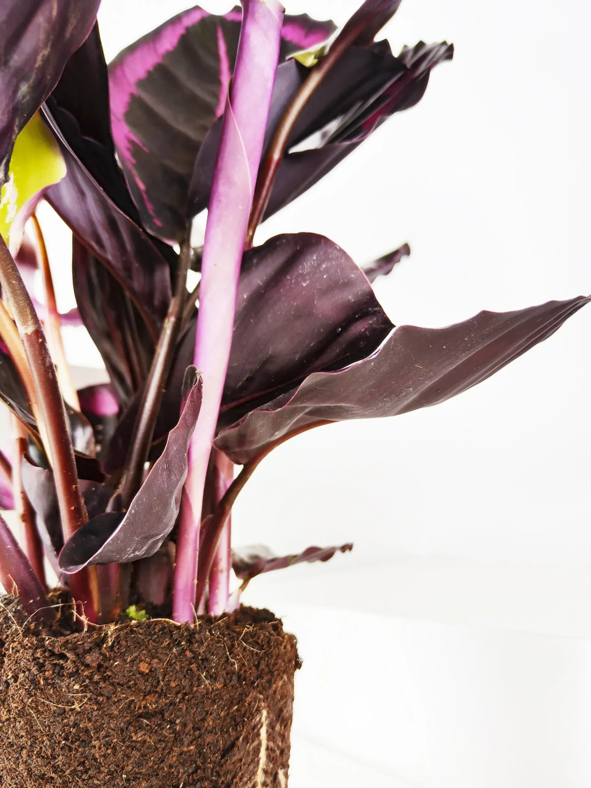 Calathea Roseopicta | Altura 45cm - Diámetro 14cm